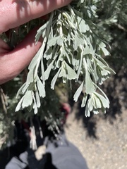 Artemisia tridentata tridentata