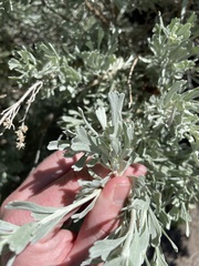 Artemisia tridentata tridentata