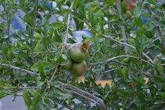 Punica granatum