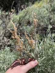 Artemisia tridentata tridentata