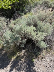 Artemisia tridentata tridentata