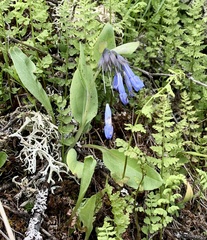 Mertensia longiflora