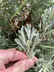 Artemisia tridentata tridentata