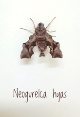 Neogurelca hyas