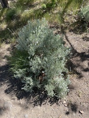 Artemisia tridentata tridentata
