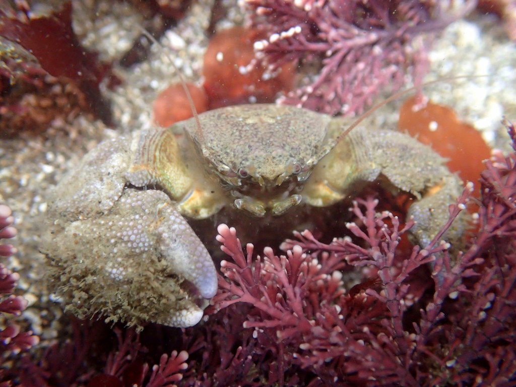 Thickclaw Porcelain Crab