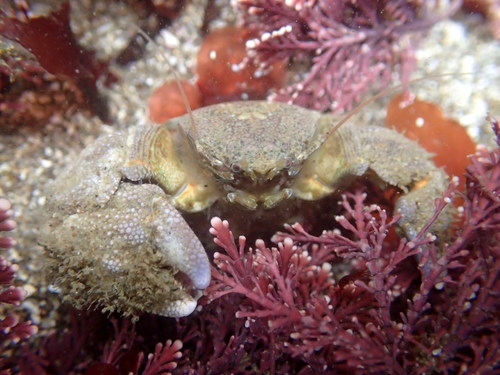 Pachycheles rudis Stimpson, 1859