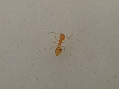 Plagiolepis alluaudi