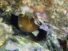 Actinia striata