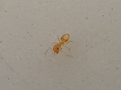 Plagiolepis alluaudi