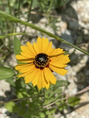 Coreopsis linifolia
