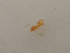 Plagiolepis alluaudi