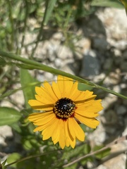 Coreopsis linifolia