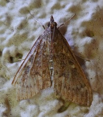 Mecyna mustelinalis