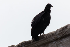 Coragyps atratus