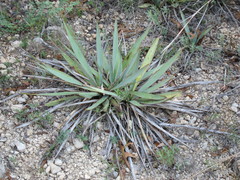 Yucca pallida