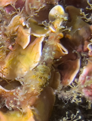 Periclimenes amethysteus