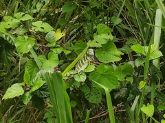 Polychrus gutturosus
