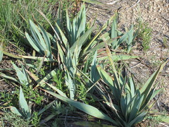 Yucca pallida