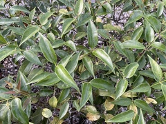 Jasminum laurifolium