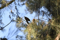 Turdus rufopalliatus