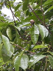 Phaleria