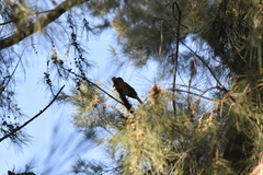 Turdus rufopalliatus