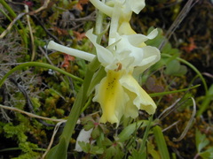 Orchis pauciflora