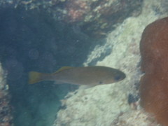 Odontoscion dentex