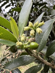 Daphnopsis caracasana