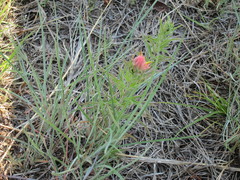 Castilleja lindheimeri