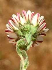 Hemizonia congesta luzulifolia