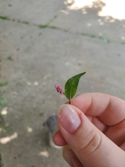 Persicaria cespitosa