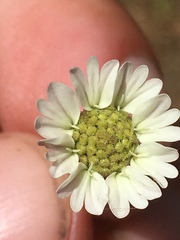 Hemizonia congesta luzulifolia