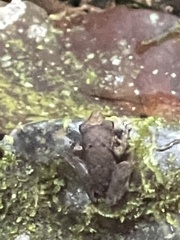 Pristimantis lanthanites