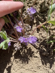 Hydrophyllum alpestre