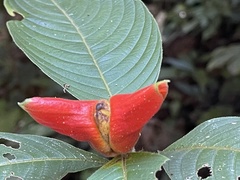 Pristimantis lanthanites