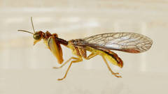 Campion tenuistrigus