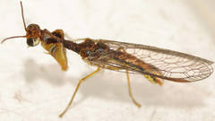 Campion tenuistrigus