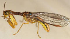 Campion tenuistrigus