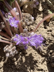 Hydrophyllum alpestre