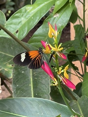 Pristimantis lanthanites