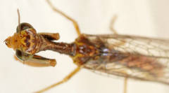 Campion tenuistrigus