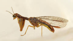 Campion tenuistrigus