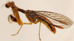 Campion tenuistrigus