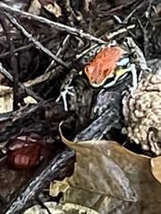 Pristimantis lanthanites