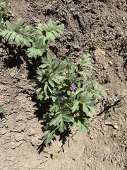 Hydrophyllum alpestre