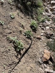 Hydrophyllum alpestre