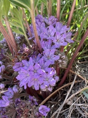 Hydrophyllum alpestre