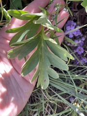 Hydrophyllum alpestre